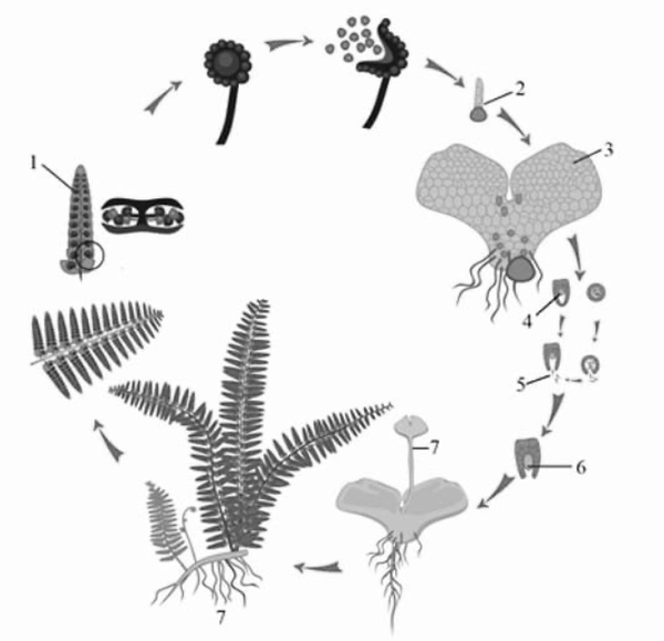 Рассмотрите рисунок на котором изображен фрагмент жизненного цикла папоротника огэ