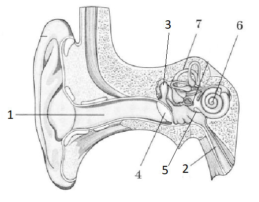 Что отделяет наружное ухо от среднего. Строение уха и вестибулярного аппарата рисунок. Косточки среднего уха. Слуховой анализатор. Перепонка овального окна в ухе человека.