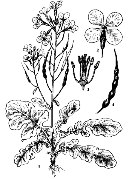 Зарисуйте схему строения цветка и плодов крестоцветных