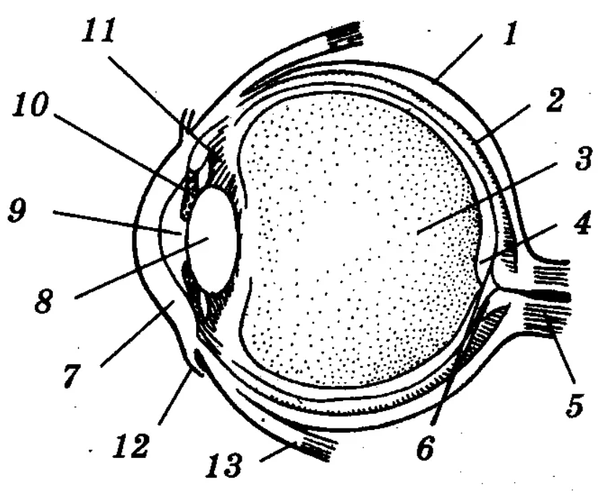 Какие структуры глаза обозначены буквами на рисунке. Строение глаза биология. Рисунок глаза биология. Строение глаза без подписей. Строение глаза рисунок без подписей.