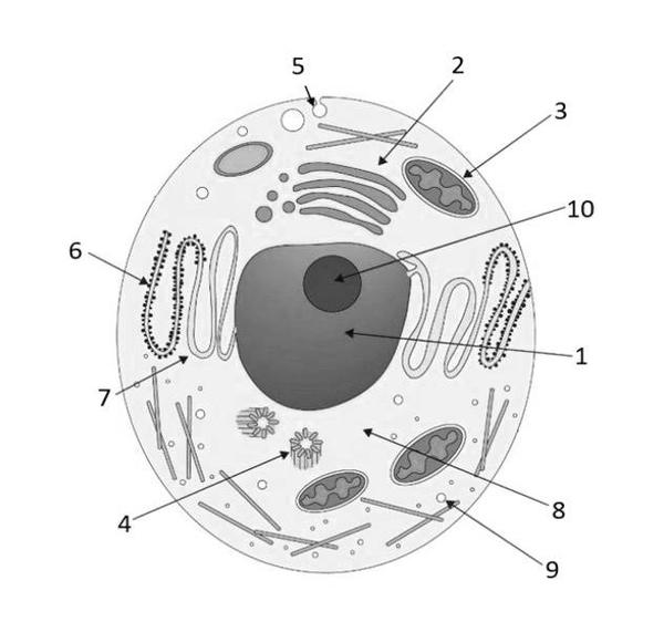 Установите соответствие между характеристиками и структурами клетки обозначенными цифрами на рисунке