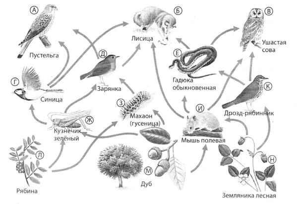 Пищевая цепочка луга 5 класс биология. Экосистема из ОГЭ по биологии картинка. Экосистема это в биологии 9 класс.