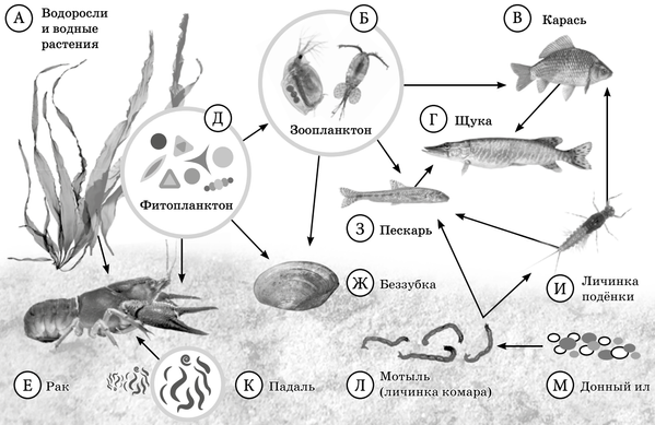 Изучите фрагмент экосистемы водоема представленный