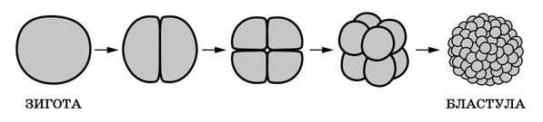 Рассмотрите рисунок на котором изображен процесс образования бластулы