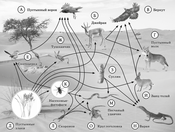 Экосистема 5 класс естествознание