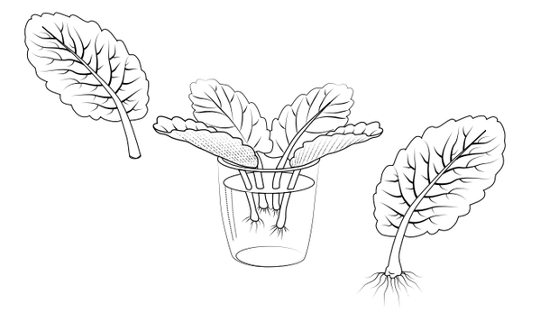 Задания части 2 ЕГЭ по теме «Размножение цветковых растений»