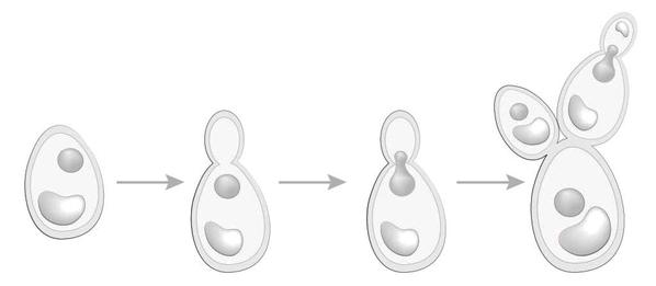 Рассмотрите рисунок с изображением дрожжей
