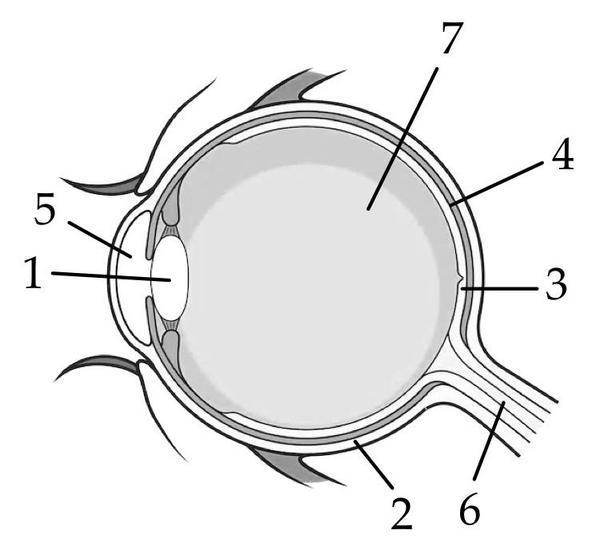 Какие структуры глаза обозначены буквами на рисунке. Строение глаза без обозначений. Строение глаза человека слепое пятно. Рисунок глаза с обозначениями.