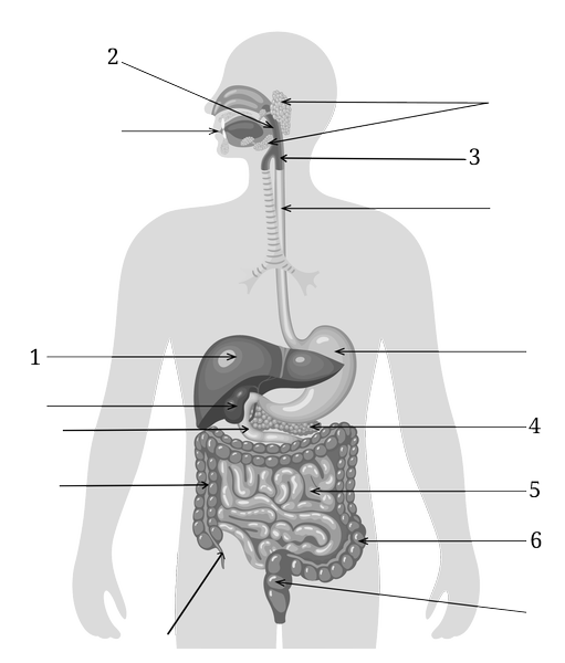 Пищеварительная система егэ рисунок