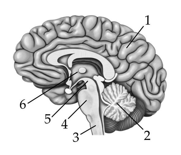 Рассмотрите рисунок с изображением отдела головного мозга человека
