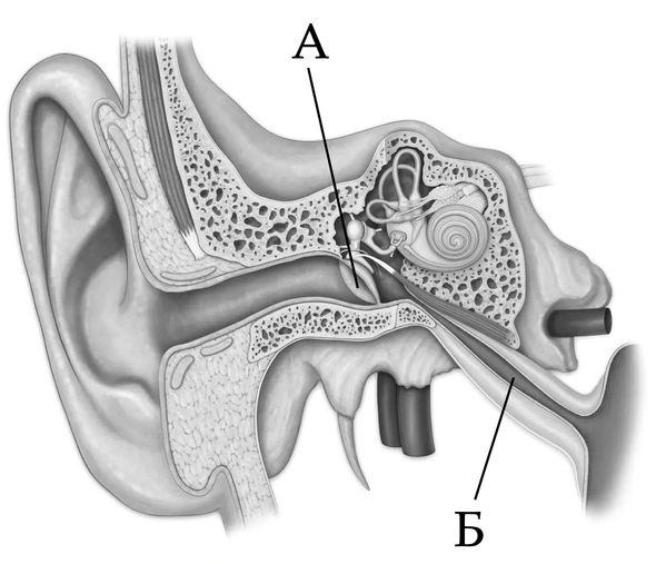 Преддверно улитковый орган. Строение уха евстахиева труба. Косточки среднего уха. Строение уха ЕГЭ биология.