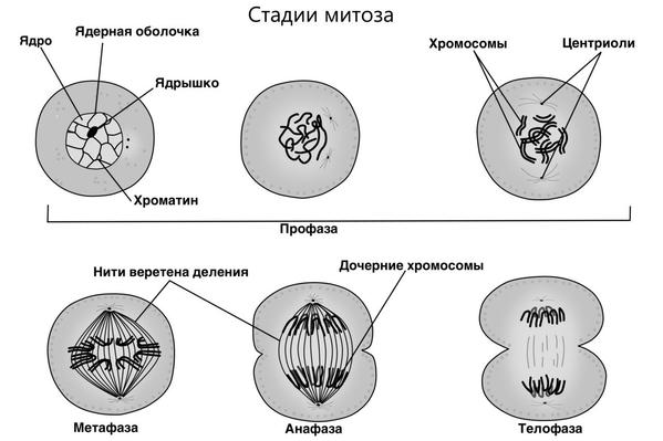 Определение и специфика гаплоидного и диплоидного наборов хромосом