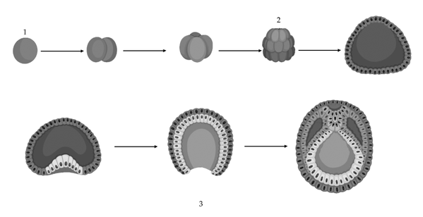 Происходит при формирования зародыша из зиготы митоз. Гаструла двуслойный зародыш. Происходит агрегация бластомеров. Наружный слой гаструлы образован клетками. Гаструла рыб.