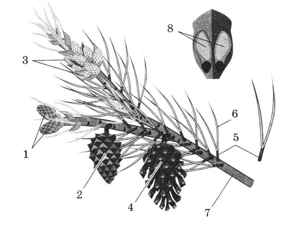Рисунок укороченного побега сосны. Строение побега сосны обыкновенной. Укороченный побег сосны с хвоинками. Строение побега ветки сосны. Побег сосны обыкновенной.
