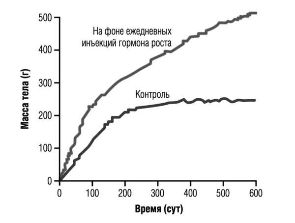 Экспериментатор исследовал процесс роста у домовой мыши