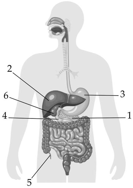 строение пищеварительной системы таблица | Дзен